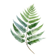 Fern leaves isolated on white background. Realistic vector illustration.