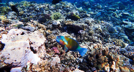 Fototapeta na wymiar Underwater photo of a colorful Parrot fish at a coral reef 