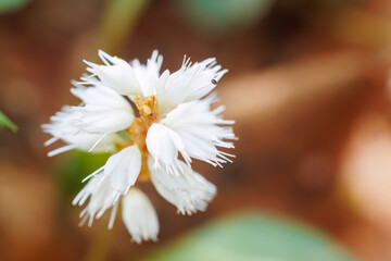 美しいハルトラノオ（タデ科）の花。
Beautiful Harutoranoo (Bistorta tenuicaulis,...