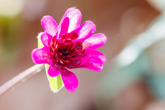 美しいユキワリソウ（サクラソウ科）の花。
Beautiful Hepatica, Kidneywort, Livewort (Primula farinosa subsp. modesta, Primulaceae) flowers.
日本国神奈川県相模原市の里山にて。
2022年4月撮影。

神奈川県の郊外にある美しい里山。
丘の周囲には貴重なカタクリの群生がある。
その他にもホウキモモやミツマ