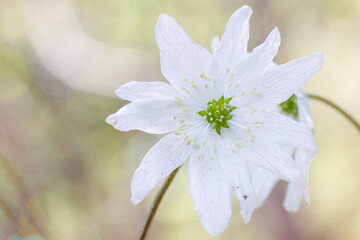 美しいユキワリソウ（サクラソウ科）の花。
Beautiful Hepatica, Kidneywort, Livewort (Primula farinosa subsp. modesta, Primulaceae) flowers.
日本国神奈川県相模原市の里山にて。
2022年4月撮影。

神奈川県の郊外にある美しい里山。
丘の周囲には貴重なカタクリの群生がある。
その他にもホウキモモやミツマ