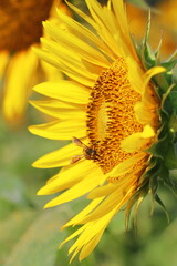 honey bee collecting pollen and pollinating sunflower in summer season, selective focus and blurred...