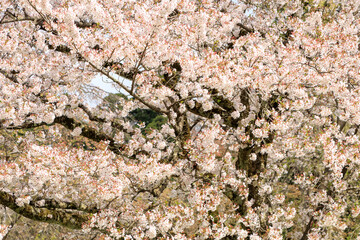 桜　花　スロー　風に吹かれて揺れる　イメージ