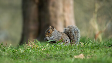 Portrait of Squirrel in the woods.