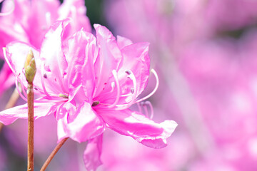 美しいヤシオツツジ（ツツジ科）の花の木。
Beautiful yashio azalea (Rhododendron pentaphyllum var. nikoense, Ericaceae) flowering tree.
日本国神奈川県相模原市の里山にて。
2022年4月撮影。

神奈川県の郊外にある美しい里山。
丘の周囲には貴重なカタクリの群生がある。
その他にもホウキモモやミツマタ、各種