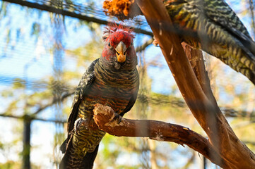 Close up of a female gang-gang parrot
