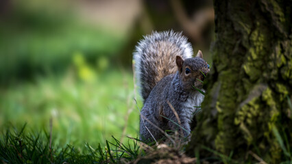 Portrait of Squirrel in the woods.