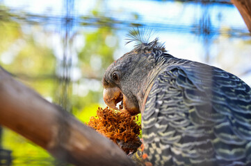 Close up of a female gang-gang parrot