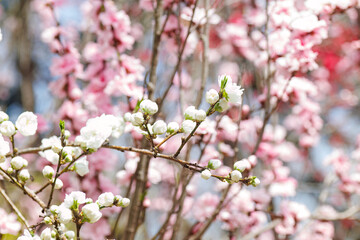 美しいブンゴウメ（バラ科）他の花。
Beautiful Hana peach (Prunnus persica, Rosaceae) and other flowers blooming in the creek.
日本国神奈川県相模原市の里山にて。
2022年4月撮影。

神奈川県の郊外にある美しい里山。
丘の周囲には貴重なカタクリの群生がある。
その他にもホウキモモやミツマタ、各種桜、梅の花木