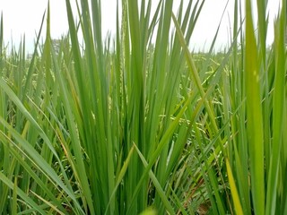 green grass background