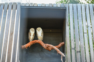 Barn Owl (Tyto alba) sits on a wooden beam