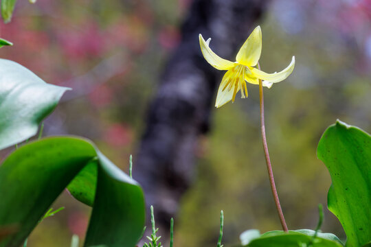 美しいキバナカタクリ（ユリ科）の花の群生。
Beautiful Glacier Lily (Erythronium tuolumnense, Liliaceae) flowers.
日本国神奈川県相模原市の里山にて。
2022年4月撮影。

神奈川県の郊外にある美しい里山。
丘の周囲には貴重なカタクリの群生がある。
その他にもホウキモモやミツマタ、各種桜、梅の花木。
スプリング・エフェメラル（春の