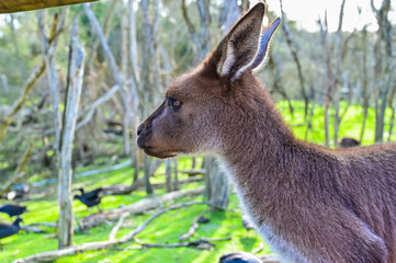 Kangaroo on grass, Moonlit sanctuary, Melbourne, Australia