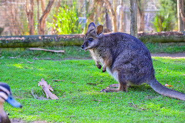 Kangaroo on grass, Moonlit sanctuary, Melbourne, Australia