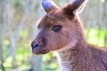 Kangaroo on grass, Moonlit sanctuary, Melbourne, Australia
