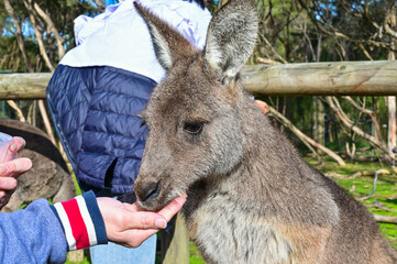 People feeding Kangaroo, Moonlit sanctuary, Melbourne, Australia