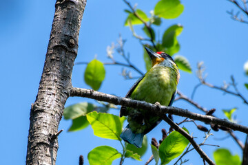 golden-throated barbet or Psilopogon franklinii, native to Southeast Asia, seen in Khonoma,...