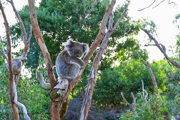 Koala on the tree, Moonlit sanctuary, Melbourne, Australia
