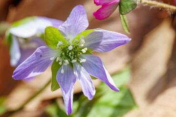 美しいキクザキイチゲ（サクラソウ科）の花。
Beautiful Kikuzakiichige (Anemone...