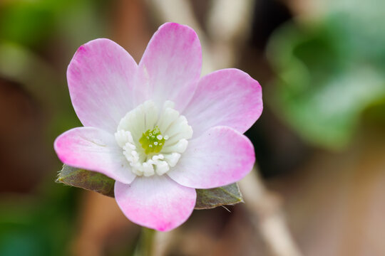 美しいユキワリソウ（サクラソウ科）の花。
Beautiful Hepatica, Kidneywort, Livewort (Primula farinosa subsp. modesta, Primulaceae) flowers.
日本国神奈川県相模原市の里山にて。
2022年4月撮影。

神奈川県の郊外にある美しい里山。
丘の周囲には貴重なカタクリの群生がある。
その他にもホウキモモやミツマ