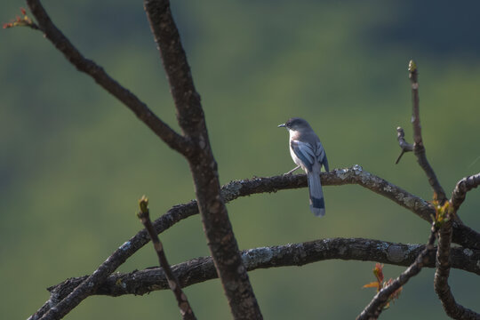 grey sibia or Heterophasia gracilis observed in Khonoma in Nagaland, India