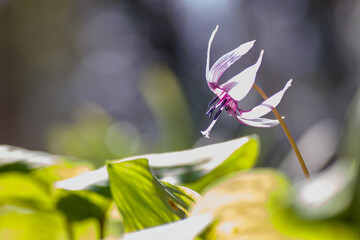 美しいカタクリ（ユリ科）の花の群生。
Beautiful Dogtooth violet (Erythronium japonicum, Liliaceae) flowers.
日本国神奈川県相模原市の里山にて。
2022年4月撮影。

神奈川県の郊外にある美しい里山。
丘の周囲には貴重なカタクリの群生がある。
その他にもホウキモモやミツマタ、各種桜、梅の花木。
スプリング・エフェメラル（春の妖精