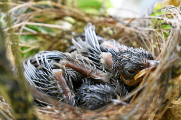 Two sparrows with complete feathers and strong wings ready to leave the nest on the palm trees. 