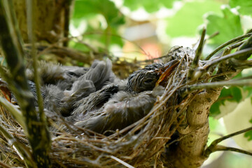 Two sparrows with complete feathers and strong wings ready to leave the nest on the palm trees. 