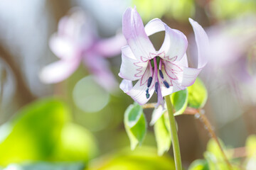 美しいカタクリ（ユリ科）の花の群生。
Beautiful Dogtooth violet (Erythronium...