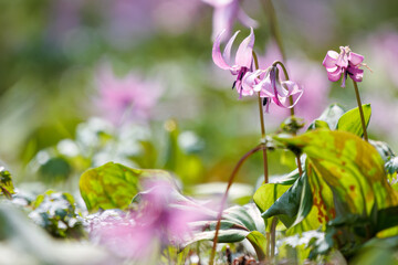 美しいカタクリ（ユリ科）の花の群生。
Beautiful Dogtooth violet (Erythronium japonicum, Liliaceae) flowers.
日本国神奈川県相模原市の里山にて。
2022年4月撮影。

神奈川県の郊外にある美しい里山。
丘の周囲には貴重なカタクリの群生がある。
その他にもホウキモモやミツマタ、各種桜、梅の花木。
スプリング・エフェメラル（春の妖精