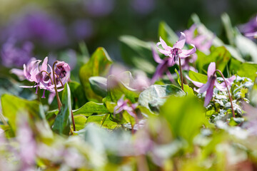 美しいカタクリ（ユリ科）の花の群生。
Beautiful Dogtooth violet (Erythronium...