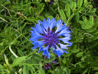 矢車菊