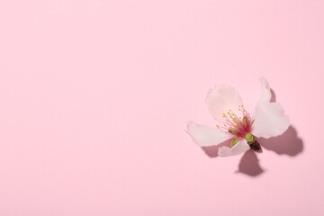 One beautiful spring blossom on pink background, top view. Space for text