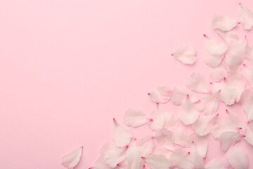 Beautiful spring blossoms petals on pink background, flat lay. Space for text