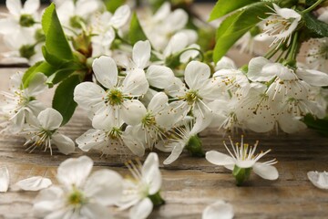 Fototapeta na wymiar Spring branch with beautiful blossoms, leaves and petals on wooden table, closeup