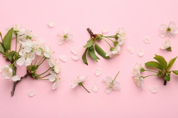 Beautiful spring tree blossoms and petals on pink background, flat lay