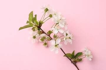 Spring tree branch with beautiful blossoms on pink background, top view