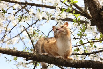 Cute cat on blossoming spring tree outdoors