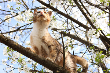 Cute cat on blossoming spring tree outdoors