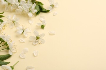 Beautiful spring tree blossoms and petals on beige background. Space for text