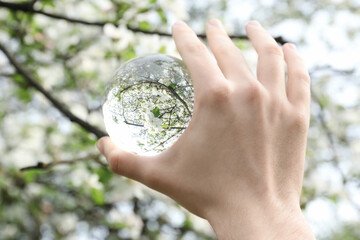 Beautiful tree with white blossoms outdoors, overturned reflection. Man holding crystal ball in...
