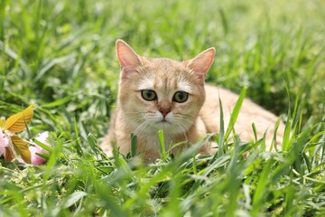 Cute cat in green grass outdoors on spring day