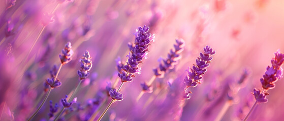 lavender field plant and flower background