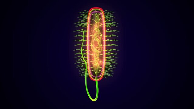 micro bacteria anatomy. 3d illustration