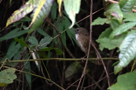 Naga wren-babbler or long-tailed wren-babbler or Spelaeornis chocolatinus, at Khonoma in Nagaland, India