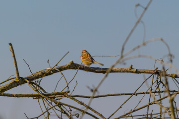 American Tree Sparrow at Shiawassee National Wildlife Refuge, near Saginaw, Michigan.