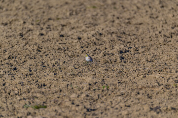 Horned Lark in a Field near Shiawassee National Wildlife Refuge, near Saginaw, Michigan.