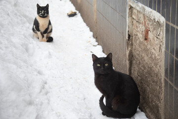 Two cats on the street. Homeless animals in the snow. Cats in winter.