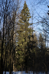 Spruce in the forest. Fir branches. Tree in winter.