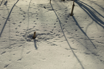 Footprints in the snow. Small tracks from animals. Details of nature.